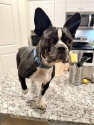 Found/Stray Male Dog last seen Near Potranco Rd, San Antonio, TX 78251, San Antonio, TX 78245