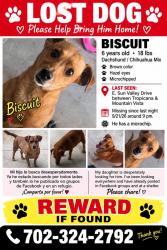 Lost Male Dog last seen Mountain Vist and Sun Valley Dr, Las Vegas Valley, NV 89121
