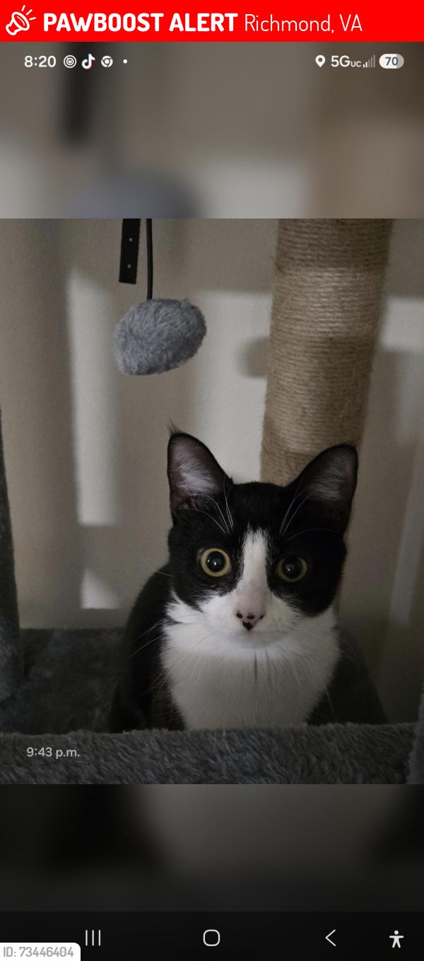 Lost Female Cat last seen Stratford Hills apmts, Richmond, VA 23225