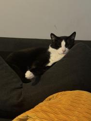 Lost Male Cat last seen 17th ave, Forest Grove, OR 97116