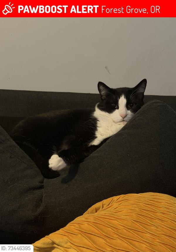 Lost Male Cat last seen 17th ave, Forest Grove, OR 97116
