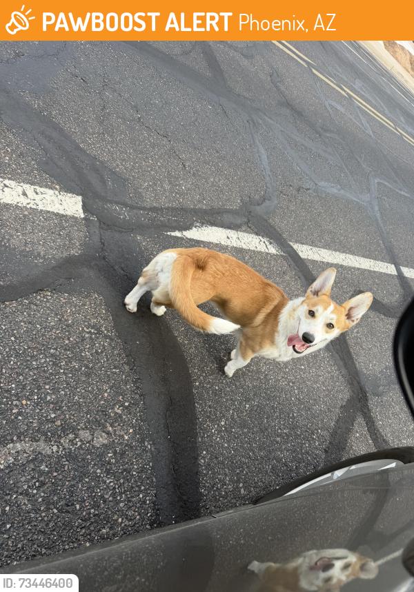 Found/Stray Female Dog last seen 39th ave cholla, Phoenix, AZ 85029