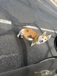 Found/Stray Female Dog last seen 39th ave cholla, Phoenix, AZ 85029