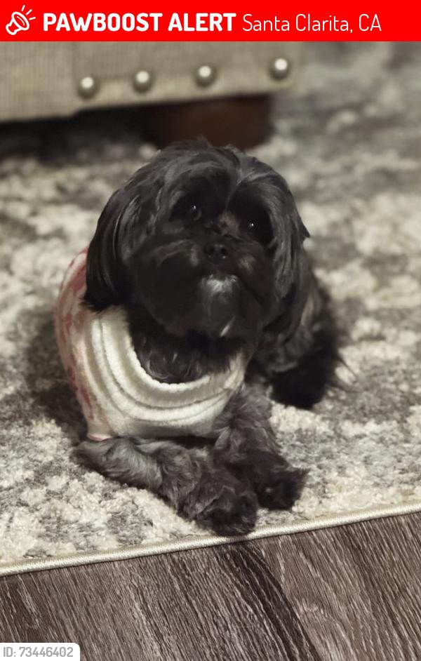 Lost Female Dog last seen Near Golden Valley Rd Santa Clarita, CA 91387 United States, Santa Clarita, CA 91321