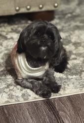 Lost Female Dog last seen Near Golden Valley Rd Santa Clarita, CA 91387 United States, Santa Clarita, CA 91321