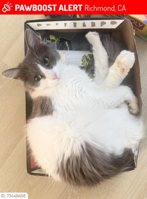 Lost Female Cat last seen Atlas Rd, Richmond, CA 94806