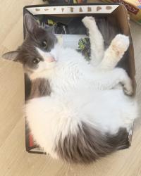 Lost Female Cat last seen Atlas Rd, Richmond, CA 94806