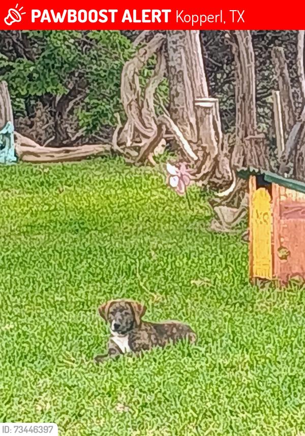 Lost Female Dog last seen Co. Road 1190 and Private Road 1204, Kopperl, TX 76652