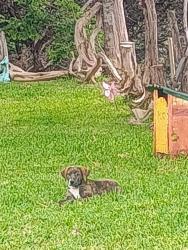 Lost Female Dog last seen Co. Road 1190 and Private Road 1204, Kopperl, TX 76652
