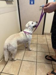 Found/Stray Female Dog last seen Memory Lane and Parker Street, Santa Ana, CA 92706