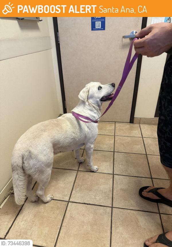 Found/Stray Female Dog last seen Memory Lane and Parker Street, Santa Ana, CA 92706