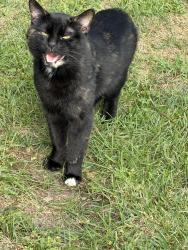 Found/Stray Male Cat last seen South 10th Ave, Broadview, IL 60155