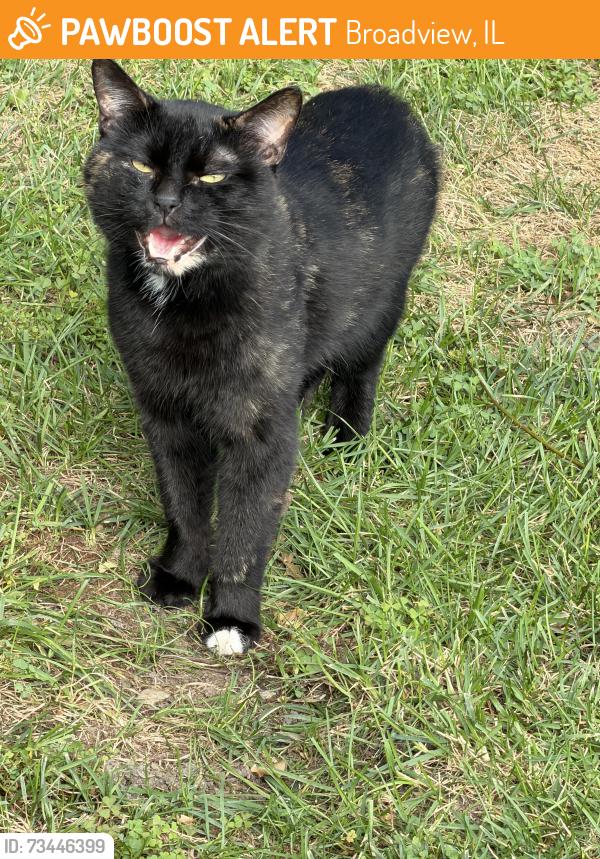 Found/Stray Male Cat last seen South 10th Ave, Broadview, IL 60155