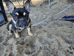 Lost Female Dog last seen Sherman and kit sierra way, Carson City, NV 89706