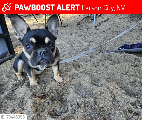 Lost Female Dog last seen Sherman and kit sierra way, Carson City, NV 89706