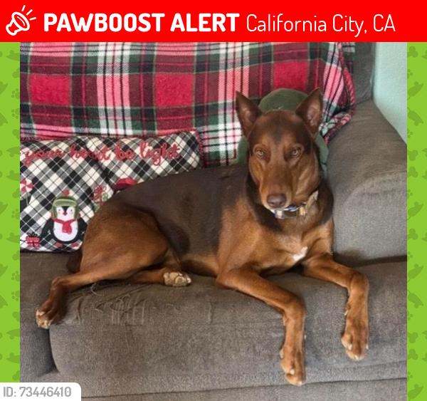 Lost Male Dog last seen Mazanita ave/90th St, California City, CA 93505