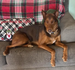 Lost Male Dog last seen Mazanita ave/90th St, California City, CA 93505