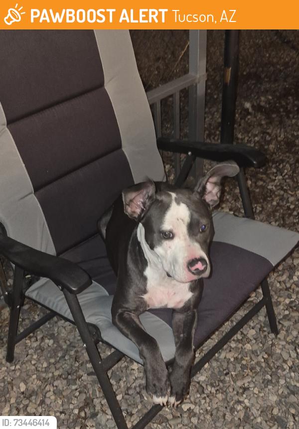 Found/Stray Female Dog last seen Ruthrauff, Tucson, AZ 85705