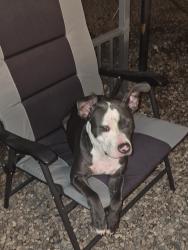 Found/Stray Female Dog last seen Ruthrauff, Tucson, AZ 85705