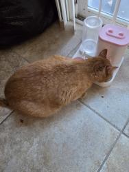 Reunited Male Cat last seen in our home at 12380 Freeport Drive Victorville, Victorville, CA 92392