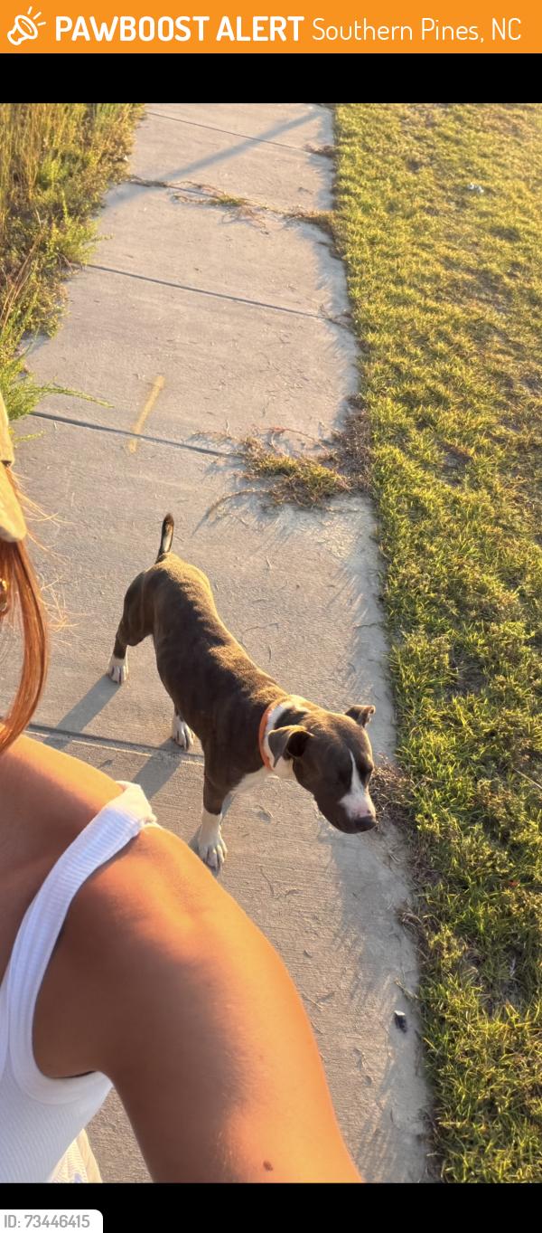 Found/Stray Male Dog last seen Near southern pines elementary, Southern Pines, NC 28387