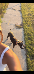 Found/Stray Male Dog last seen Near southern pines elementary, Southern Pines, NC 28387