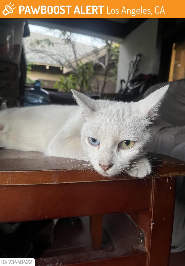 Found/Stray Female Cat last seen 51st and normandie, Los Angeles, CA 90037