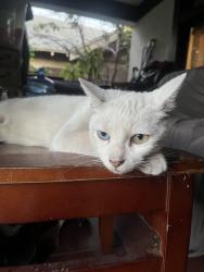 Found/Stray Female Cat last seen 51st and normandie, Los Angeles, CA 90037
