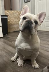 Lost Male Dog last seen 17th and regina, Harrisburg, PA 17103