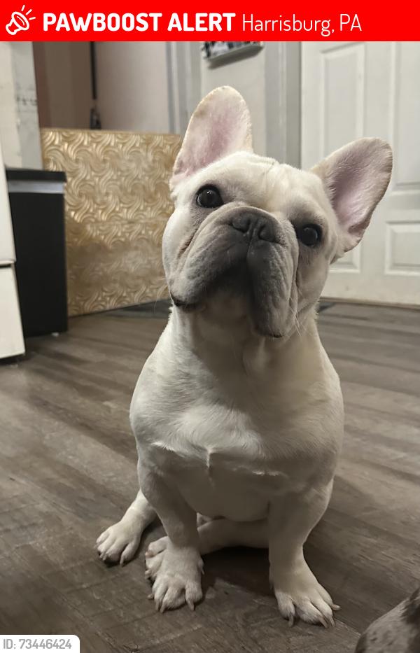 Lost Male Dog last seen 17th and regina, Harrisburg, PA 17103
