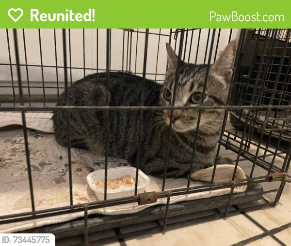 Reunited Male Cat last seen By Brea Mall, Brea, CA 92821