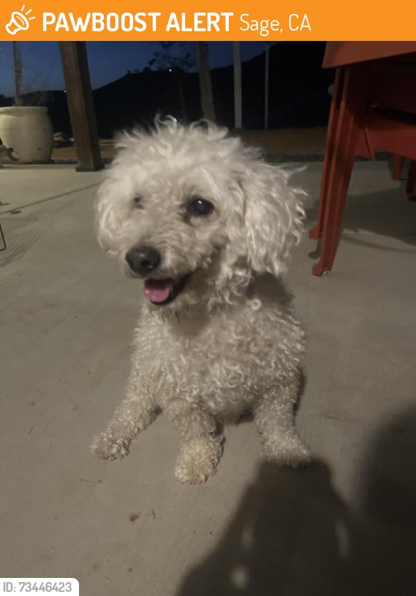 Found/Stray Male Dog last seen San Ignacio rd, Sage, CA 92544