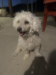 Found/Stray Male Dog last seen San Ignacio rd, Sage, CA 92544