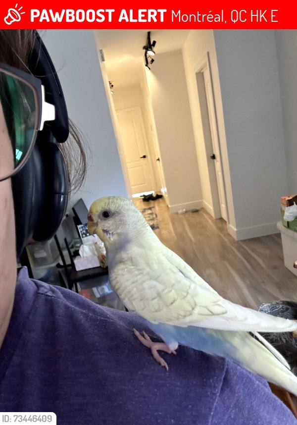 Lost Female Bird last seen Laforce street, rue Partenait, near deLorimier and de Maisonneuve Est, Montréal, QC H2K 2E1