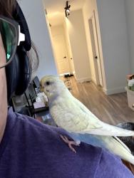 Lost Female Bird last seen Laforce street, rue Partenait, near deLorimier and de Maisonneuve Est, Montréal, QC H2K 2E1