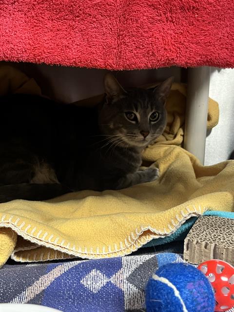 Shelter Stray Unknown Cat last seen JEAN SWEENEY PARK, 1590 Fortmann Way, Alameda, CA 94501, USA