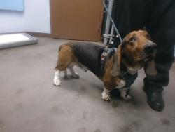 Shelter Stray Male Dog last seen 35TH AVE AND GREENWAY RD, 2500 S 27th Ave, Phoenix, AZ 85009, USA