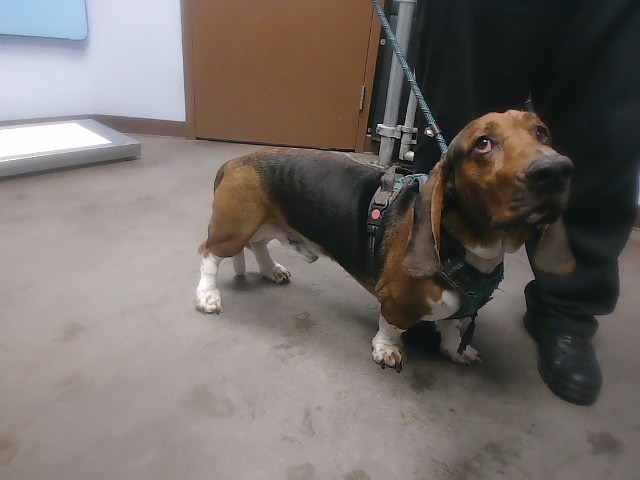 Shelter Stray Male Dog last seen 35TH AVE AND GREENWAY RD, 2500 S 27th Ave, Phoenix, AZ 85009, USA