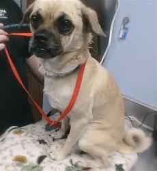 Shelter Stray Male Dog last seen GRAND AVE AND 23RD AVE, 2500 S 27th Ave, Phoenix, AZ 85009, USA