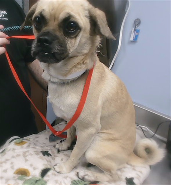 Shelter Stray Male Dog last seen GRAND AVE AND 23RD AVE, 2500 S 27th Ave, Phoenix, AZ 85009, USA