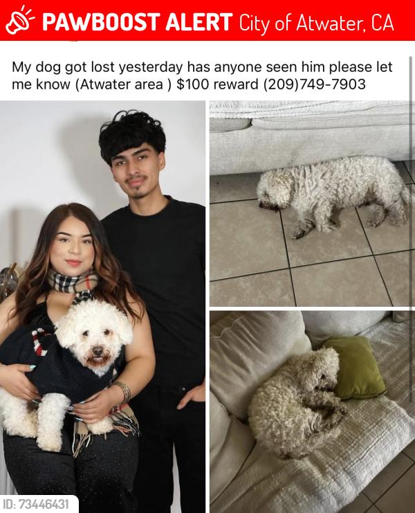 Lost Male Dog last seen Bellevue rd Atwater ca, City of Atwater, CA 95301