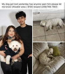 Lost Male Dog last seen Bellevue rd Atwater ca, City of Atwater, CA 95301