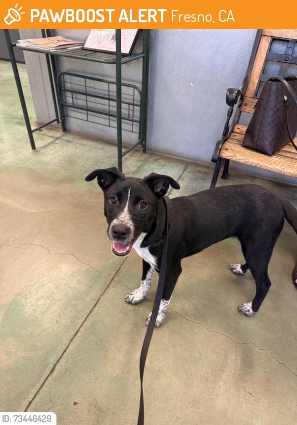 Found/Stray Male Dog last seen Shields and Brawley, Fresno, CA 93722