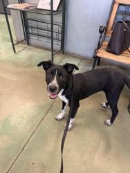 Found/Stray Male Dog last seen Shields and Brawley, Fresno, CA 93722