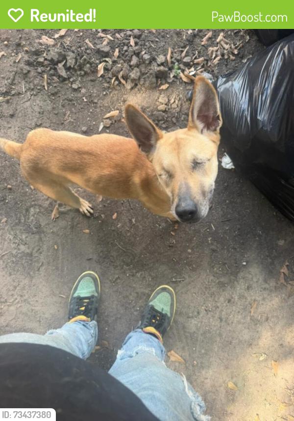 Reunited Female Dog last seen Kelton St and Bowling Green, Houston, TX 77033