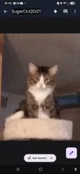 Lost Male Cat last seen 12th street, Greeley, CO 80631