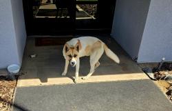 Found/Stray Male Dog last seen Avenue 416 and Road 104, Dinuba, CA 93618