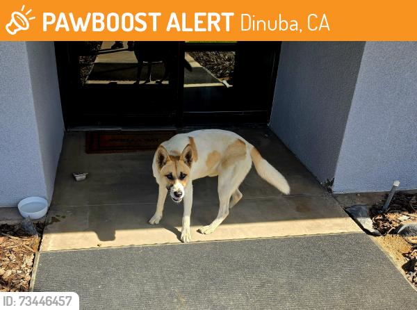 Found/Stray Male Dog last seen Avenue 416 and Road 104, Dinuba, CA 93618