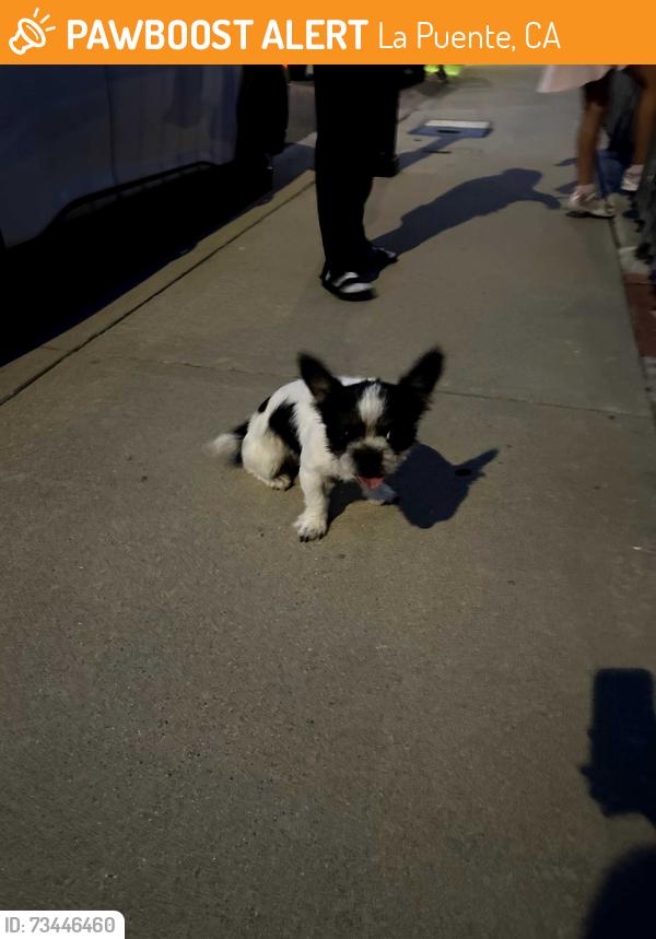 Found/Stray Male Dog last seen Echelon av., La Puente, CA 91744