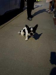 Found/Stray Male Dog last seen Echelon av., La Puente, CA 91744
